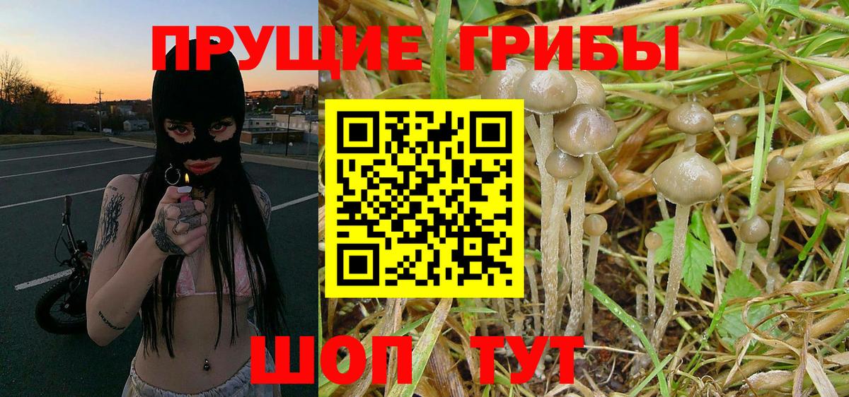 Галлюциногенные грибы Cubensis Кузнецк